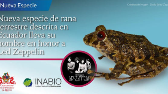 남미 에콰도르서 발견된 신종 개구리 이름은 ‘레드 제플린’