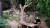 에버랜드 판다 아이바오가 대나무를 먹는 동안 아기판다 푸바오는 멀리 떨어져 혼자 놀고 있다. 왕준열PD
