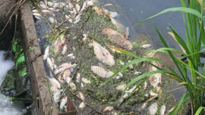 쿠팡 화재 인근 하천서 의문의 물고기 떼죽음…"원인 조사중"