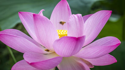 팔당호 ‘세미원’으로 ‘연꽃여행’ 떠나봐요…꽃봉오리 개화 시작
