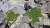 한라산 ‘제주산버들’ 생육 모습. 국립수목원