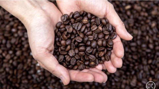 수입커피 생두 95% 들어오는 부산…‘세계적 커피도시’ 꿈꾼다