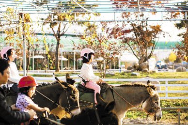 홍천 동키마을의 승나 체험(위)과 강진 녹향월촌체험휴양마을 푸소 프로그램의 시골 밥상.