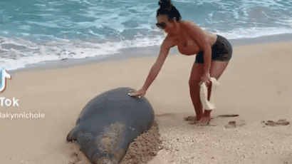 하와이서 '멸종위기' 바다표범 손댔다가…美신혼부부 최후