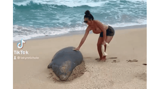 하와이서 '멸종위기' 바다표범 손댔다가…美신혼부부 최후