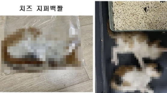 "전기충격기로 찌리릿"…디시갤 '길고양이 학대' 전시 논란