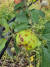 지난달 괴산군 농업기술센터가 보급한 과수화상병 방제약을 뿌린 뒤 검은 반점이 생긴 사과 나무. [사진 김종천씨]