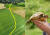 지난해 8월 가출해 거의 1년 만에 발견된 거북이 맥시(오른쪽). 왼쪽 사진은 맥시가 1년간 시속 11cm 속도로 걸은 궤적. 뉴욕포스트·페이스북 캡처
