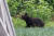 일본 공원에 출몰한 곰(사진은 기사와 직접적 관련이 없습니다). AFP=연합뉴스