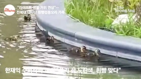 푹푹 찌는 한여름, 전북대 교정에 등장한 겨울철새 가족