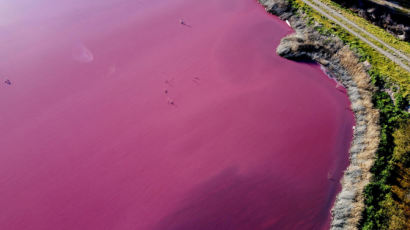 이쁜 분홍색으로 변한 아르헨 호수…'살균제' 지옥이었다