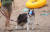 해변에서 선글라스를 낀 강아지가 산책하고 있다(※사진은 기사 내 특정 사실과 관계 없음). 뉴스1