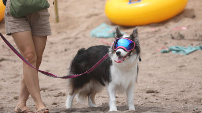 전자발찌범 광안리 해변서 몰카 촬영…“강아지 찍었다” 변명