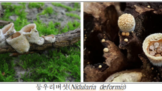 새 둥지처럼 생긴 '둥우리버섯', 가야산에서 국내 첫 발견