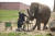 벨기에 페어리 다이자 동물원(Pairi Daiza Zoo)의 아프리카 코끼리들이 사육사들에게 페디큐어를 받고 있다. [Pairi Daiza Zoo 페이스북 캡처]