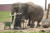 벨기에 페어리 다이자 동물원(Pairi Daiza Zoo)의 아프리카 코끼리들이 사육사들에게 페디큐어를 받고 있다. [Pairi Daiza Zoo 페이스북 캡처]