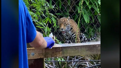 "동물원 재규어는 죄가 없다" 죽을뻔한 관람객이 혼난 이유