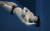 한국 수영(다이빙) 대표 우하람이 3일 일본 도쿄 아쿠아틱스 센터에서 열린 남자 다이빙 3ｍ 스프링보드 결승 경기에서 연기를 펼치고 있다. 올림픽사진공동취재단