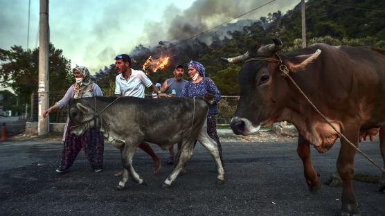 [이 시각] 소떼·양떼 불길에 '피난길'…터키 산불 '대탈출'