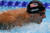 도쿄올림픽에서 5관왕을 차지하며 새로운 수영 황제가 된 케일럽 드레슬. [로이터=연합뉴스]