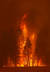 5일(현지시간) 캘리포니아주 그린빌 인근 숲이 불타고 있다. 로이터-연합뉴스 