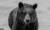 '세계에서 가장 외로운 곰'으로 불린 유럽 불곰 잠볼리나. 사진 포포스 트위터