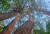 경북 울진에 국내 최대 금강소나무 군락지가 있다. 산림자원보호구역으로 지정해 관리하는 곳이다. 이 소나무숲을 구석구석 헤집는 트레일이 울진 금강소나무숲길이다. 사진은 수령이 최소 200년 넘은 금강소나무들.