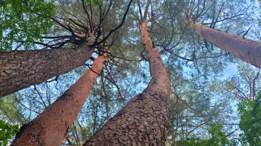 나라가 지키는 소나무숲, 하루 80명에게만 허락된 금단의 길