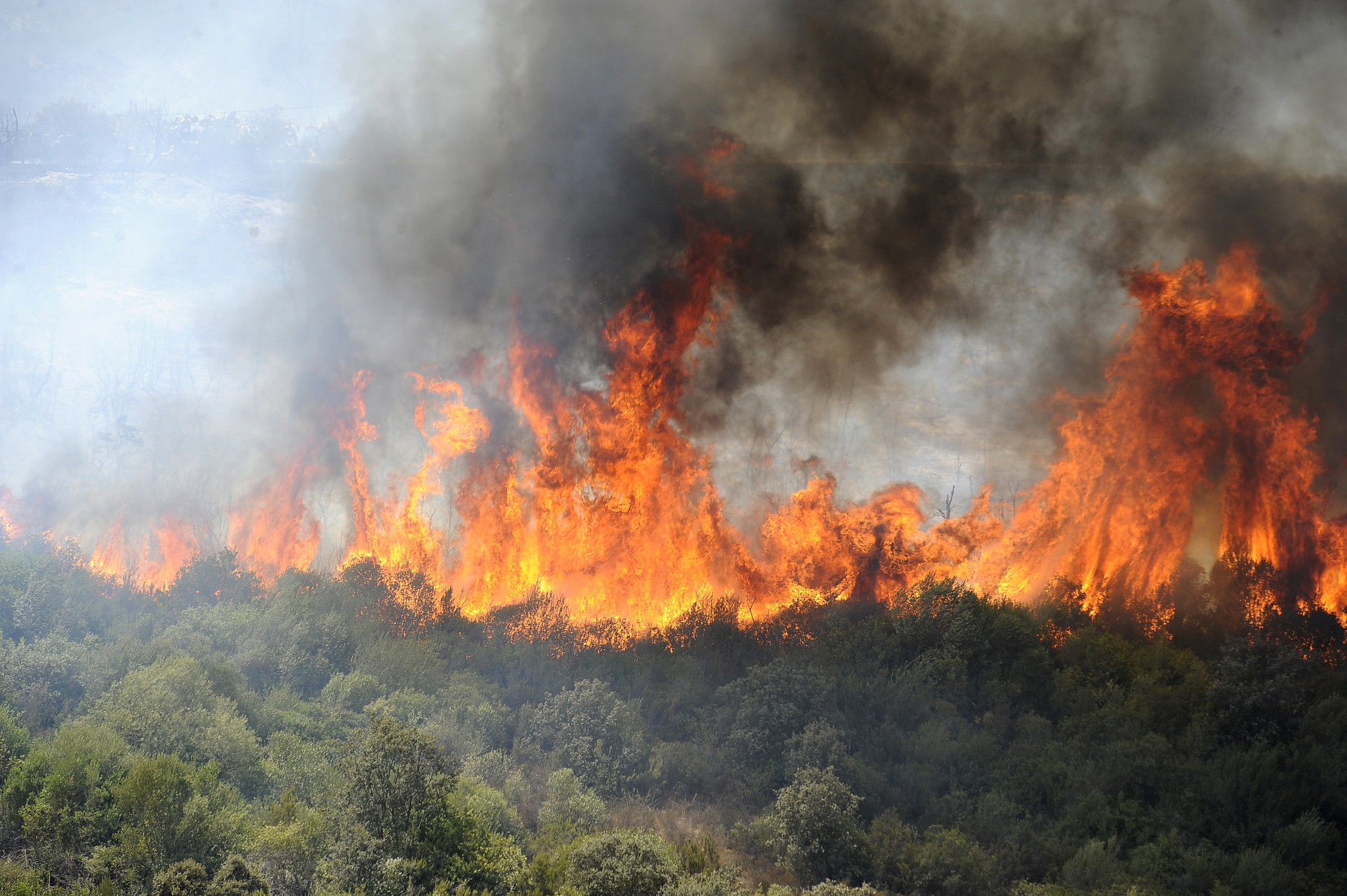 알제리 수도 알제 동쪽 100km에 위치한 벤 두알라 마을 숲이 불타고 있다. EPA=연합뉴스