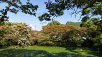 세번 피고 지는 배롱나무…4가지색 '여름 꽃잔치' 명소는?