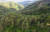 드론으로 촬영한 울진 금강소나무숲. 소나무 왕국이다. 