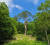 금강소나무숲에 있는 못난이 소나무. 수령 500년이 넘는 소나무로 보호수로 지정돼 있다. 