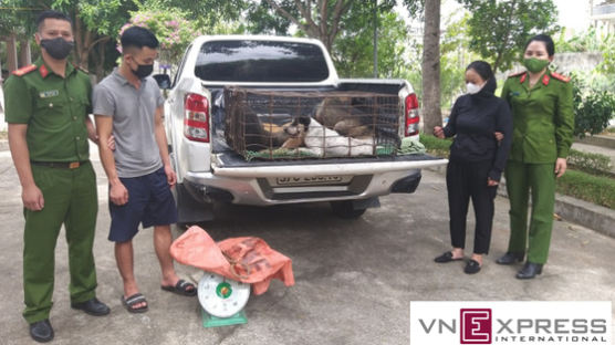 '개 식용' 세계 2위 베트남…전기충격기 기절시켜 개 훔치기도