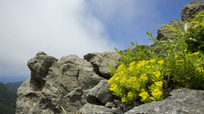 광복절, 사진으로 만나는 독도식물 '섬기린초·섬초롱꽃·삼괴불나무'