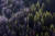 2011년 8월 캘리포니아주 샌프란시스코 지역 산림 중 딱정벌레에 감염돼 하얗게 말라죽은 나무들(왼쪽)이 푸른색 나무들과 비교된다. [AP=연합뉴스]