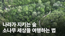 축구장 5189개 크기 울진 금강소나무숲을 여행하는 법(영상)