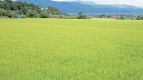 [食쌀을 합시다] 식량 안보, 환경 보전, 농촌공동체 유지 … 벼농사의 가치 재발견
