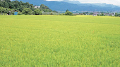 [食쌀을 합시다] 식량 안보, 환경 보전, 농촌공동체 유지 … 벼농사의 가치 재발견