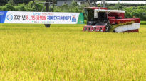 경북 영주서 올 첫 벼베기…'8‧15 광복쌀' 수확