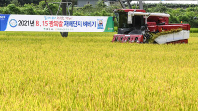 경북 영주서 올 첫 벼베기…'8‧15 광복쌀' 수확