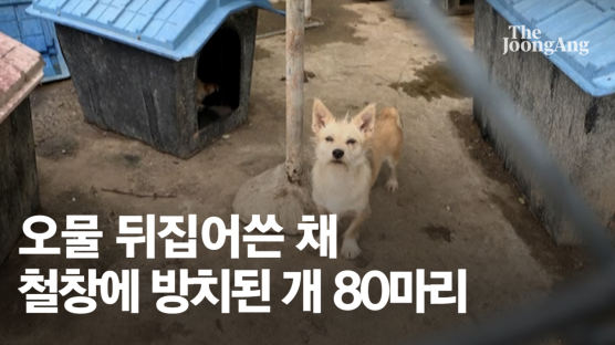 [르포] 폭염 속 오물 쓴채 갇히거나 죽은 개 80마리…견주 “동물학대 없었다” [영상]