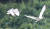 멸종위기종으로 보호하고 있는 저어새들이 19일 인천 남동유수지를 날고 있다. 우상조 기자