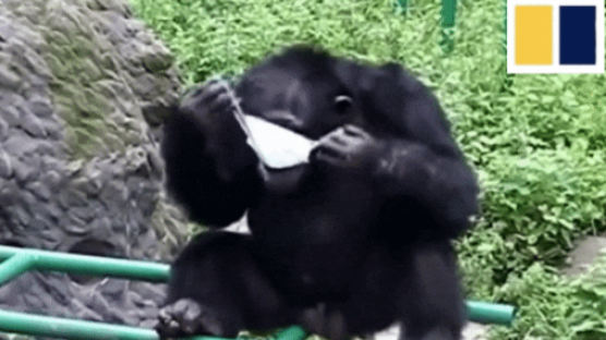 "인간보다 똑똑하네"…마스크 쓰고 손 박박 씻는 침팬지 [영상]