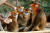 황금원숭이 얼굴은 3개의 파란색 원이 역삼각형으로 배치된 형태다. 어깨와 등에 망토같이 긴 털이 덮여있으며 가족 단위로 무리를 이루며 사회성이 매우 강하다. [사진 에버랜드동물원 제공]