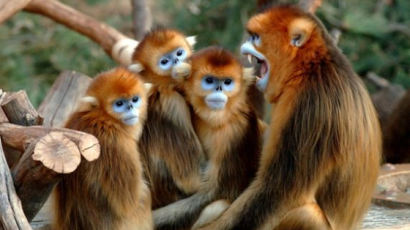 [더오래]짝짓기 때 암컷끼리 수컷 차지 경쟁하는 황금원숭이 