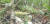 울산시가 울주군 상북면 신불산에서 멸종위기 야생 생물 Ⅱ급으로 보호되고 있는 '구름병아리난초' 자생지와 개화 모습을 카메라에 담았다. [사진 울산시]