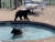 지난 6월 미국 테네시주의 한 고등학교 수영장에 출몰한 곰. [유튜브 캡처]