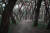 자유분방하게 다양한 모습으로 서 있는 삼릉 소나무.