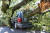 허리케인 아이다로 인한 강풍에 쓰러진 나무가 뉴욕 퀸스 거리에 주차된 차량에 꽂혔다. [EPA=연합뉴스] 