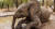 진흙 목욕을 즐기고 있는 아프리카 숲코끼리 나니아의 모습. IFAW 홈페이지 캡처
